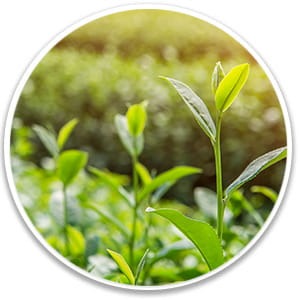 Ikaria lean belly juice green tea